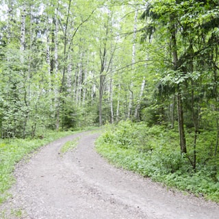 На фото: лесная грунтовая дорога, справа и слева - лесной массив, кустарник, лес смешанный, дорога - ровная без ям и выбоин
